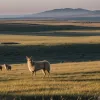 Instanța din Germania suspendă ordinul de împușcare a șacalului auriu care a ucis aproape 100 de oi pe insula Sylt