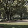 Bărbat a tăiat o creangă într-un parc din orașul german Suhl