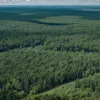 Berlinul vrea să taie o parte din pădurea unică Grunewald pentru turbine eoliene: Ecologiștii sunt alarmați