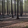 Incendiu forestier lângă Alfeld, stins rapid de pompieri