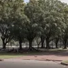 Vandalism în Germania: Copaci distruși în Lichtenau, paguba se ridică la 15.000 de euro