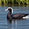 Femeie din Leipzig a "răpit" un pui de găinușă de baltă dintr-un parc: risc de acuzații de braconaj