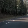 Germania: Accident pe șoseaua B242, o motocicletă s-a ciocnit cu un cerb. Doi răniți