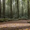 Rămășițe umane descoperite într-o pădure din Aachen: Poliția a identificat victima