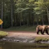 Atenție, turiști! Pericol de atac al urșilor în Slovenia – Avertisment oficial după un incident grav. Contextul României