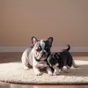 Fiul lui Steffi Graf și Andre Agassi a devenit "tată" de buldog francez: Jaden Agassi și iubita sa au adoptat un animal de companie