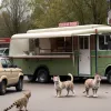 Alarmă falsă în Germania: Orașul a căutat o pumă, a găsit o pisică și acum vinde "burgeri de pumă"