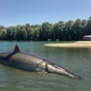 Poliția din Germania a împușcat un somn gigantic care a mușcat cinci înotători într-un lac
