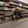 Un elefant a intrat într-un supermarket: Vizita neașteptată a unui cumpărător gigantic