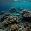 Marea Baltică și Marea Nordului: O amenințare veche de 80 de ani ruginește pe fundul mării