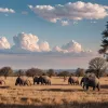 Botswana reînnoiește oferta: Germania să preia 20.000 de elefanți, fostul președinte îi cere lui Merz să se pregătească