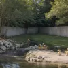 Poliția din Germania a salvat pui de rață căzuți într-un canal adânc