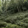 Dramă în Cehia: Ciclist (65 de ani) a căzut 35 de metri într-o prăpastie
