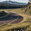 Cruzime pe autostrada A1 din Germania: Pisici aruncate dintr-o mașină în mers, poliția investighează