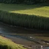 Descoperire tragică în Germania: Cadavrul unui tânăr, găsit într-un pârâu