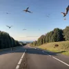 Ciclist atacat de o pasăre de pradă în Germania: Bărbat grav rănit după cădere