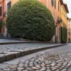 Roma, sub asaltul gândacilor giganți: Canicula a transformat vacanța turiștilor într-un coșmar