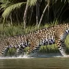 Confruntare epica in Brazilia: Un jaguar a atacat un aligator in Pantanal, sub ochii turistilor