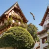 Rock 'n' Roll chemare la domiciliu: În Bavaria, un proprietar își caută papagalul evadat cu muzică AC/DC