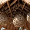 Pompierii din Weinheim nu mai intervin pentru îndepărtarea cuiburilor de viespi: Cine preia sarcina?
