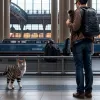Poliția din München a intervenit pentru un bărbat care călătorea cu o pisică în rucsac spre Italia