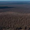 Record negativ în Brazilia: Incendiile au mistuit o suprafață de pădure cât Italia