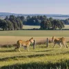 VIDEO: Pisică exotică, posibil un serval, filmată lângă Rostock, Germania