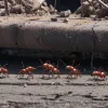 Invazia "super-furnicilor" în Germania: specia invazivă Tapinoma magnum distruge infrastructura