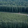 Poliția reia căutările de amploare într-o pădure din apropiere de Bad Aibling după descoperirea cadavrului unei femei dispărute
