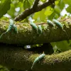 Omizi toxice amenință pădurile: Biologii prognozează o invazie în masă a dăunătorilor