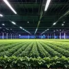 Agricultura verticală: Experimentul căpșunilor revoluționează piața high-tech și viitorul fermelor