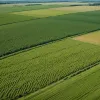 SUA lansează milioane de muște din avioane într-o campanie șocantă împotriva unui parazit mortal