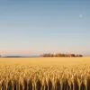 Prețul grâului s-a prăbușit: De ce pâinea nu se ieftinește?