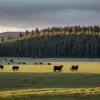 Alarmă în Germania: Patru landuri cer vânătoarea de lupi din cauza creșterii numărului și a atacurilor asupra animalelor domestice