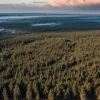 Incendii forestiere masive în Germania: Un sat din Brandenburg, evacuat din cauza flăcărilor
