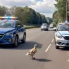 Poliția din Zweibrücken a salvat o familie de gâște rătăcite pe o șosea circulată