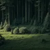 Crimă în Germania: Un cuplu găsit mort în pădure, un bărbat de 50 de ani arestat sub suspiciune de omor