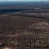 Incendiu major de pădure în Saxonia: Un jurnalist descrie devastarea — "Acum, aici este doar cenușă"
