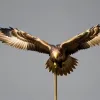 Siria și-a prezentat noua stemă de stat: Vulturul auriu înlocuiește șoimul