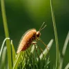 Vară, insecte și căpușe: Cum să te protejezi de înțepături periculoase și boli