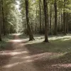 Drumeție de 24 de ore, ANULATĂ în Germania din cauza birocrației: Legea cere permis pentru a merge prin pădure