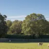 Leu evadat dintr-o grădină zoologică privată din Antalya a atacat un bărbat și a fost împușcat