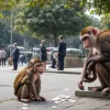 Maimuța-hoț a provocat o "ploaie de bani" pentru turiști după ce a furat o sumă de bani