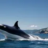 Comportament neobișnuit: Orcii împart prada cu oamenii lângă coasta Canadei