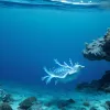 "Dragonul albastru", descoperit lângă Mallorca după 300 de ani: Este periculos?