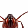 Căpușa gigant Hyalomma se răspândește în Europa: Află pericolele și cum să te protejezi