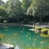 Fenomen bizar în China: Mii de pești sar din iaz, stârnind panică și întrebări