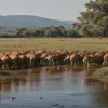Capybara curajoasă întâlnește o sută de caimani: O scenă surprinzătoare în sălbăticie