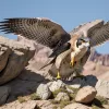 Șoimul călător își apără cuibul de vulpi într-o luptă acerbă