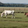 Trei răniți în Austria: o vacă furioasă a atacat turiști germani și o fermieră în Glödnitz